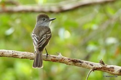 Myiarchus stolidus
