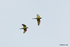 Psittacara chloropterus