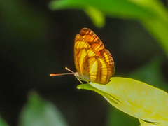 Pantoporia paraka