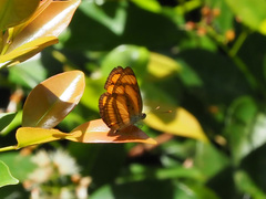 Pantoporia paraka