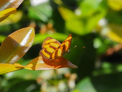 Pantoporia paraka