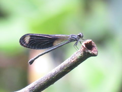 Polythoridae