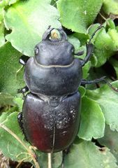 Lucanus tetraodon