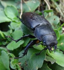 Lucanus tetraodon