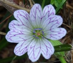 Geranium versicolor