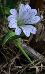 Geranium versicolor