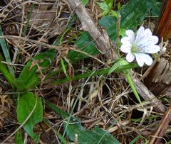 Geranium versicolor