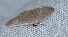 Idaea distinctaria