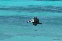 Pelecanus occidentalis occidentalis