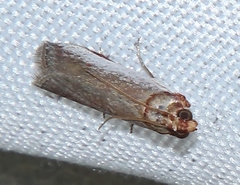Denticera divisella