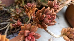 × Graptosedum