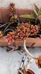 × Graptosedum