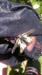 Libelloides coccajus