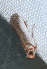 Denticera divisella