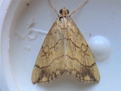 Evergestis pallidata