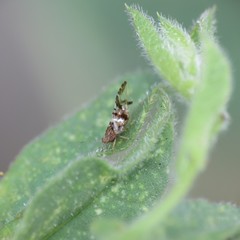 Bactericera maculipennis