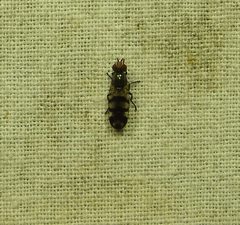 Otitinae