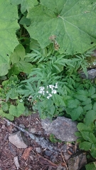 Achillea macrophylla