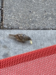 Passer domesticus