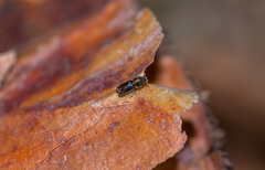 Pityogenes quadridens