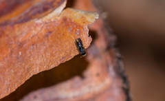 Pityogenes quadridens