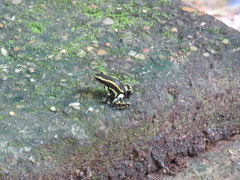 Dendrobates truncatus