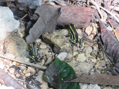 Dendrobates truncatus