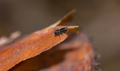 Pityogenes quadridens