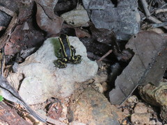 Dendrobates truncatus