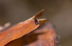 Pityogenes quadridens