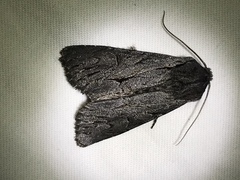 Fishia yosemitae