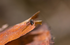 Pityogenes quadridens