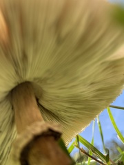 Chlorophyllum molybdites image