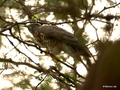Hierococcyx sparverioides