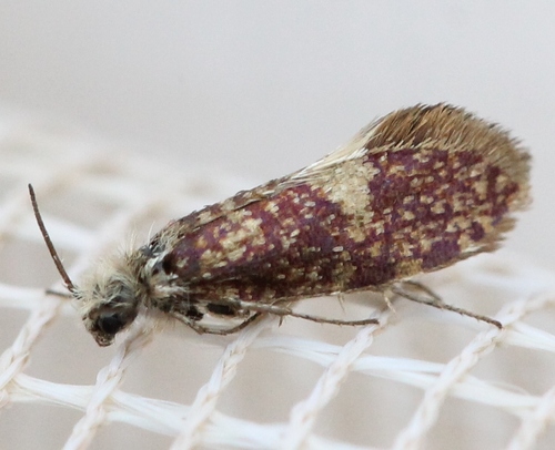 Eriocrania salopiella