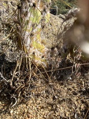 Dudleya abramsii abramsii