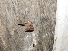 Acantholipes regularis