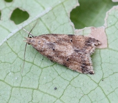 Brachmia blandella