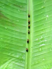 Phymatostetha deschampsi