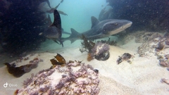 Triakis megalopterus