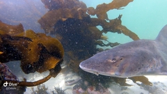 Triakis megalopterus