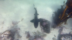 Triakis megalopterus