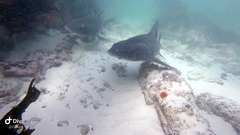 Triakis megalopterus