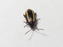 Phyllotreta undulata