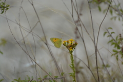 Colias croceus
