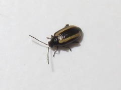 Phyllotreta undulata