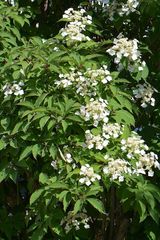 Hydrangea bretschneideri