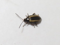 Phyllotreta undulata