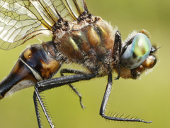 Somatochlora kennedyi