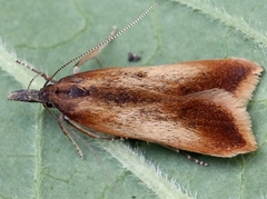 Dichomeris ustalella
